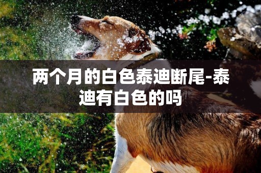 兩個月的白色泰迪斷尾-泰迪有白色的嗎