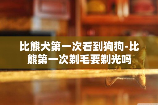 比熊犬第一次看到狗狗-比熊第一次剃毛要剃光嗎