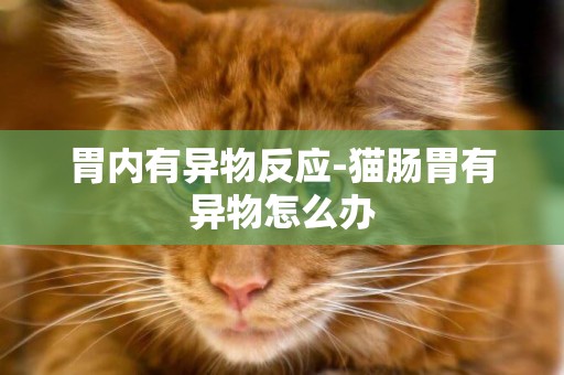 胃內有異物反應-貓腸胃有異物怎么辦