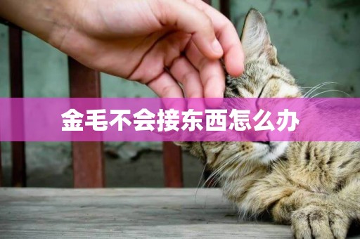金毛不會接東西怎么辦
