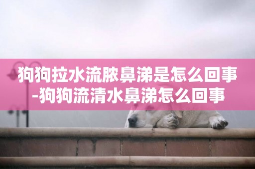 狗狗拉水流膿鼻涕是怎么回事-狗狗流清水鼻涕怎么回事