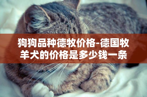 狗狗品種德牧價格-德國牧羊犬的價格是多少錢一條