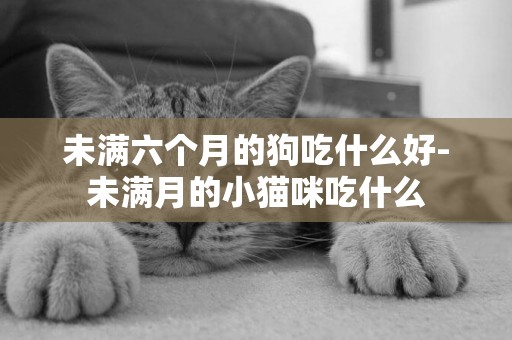 未滿六個月的狗吃什么好-未滿月的小貓咪吃什么