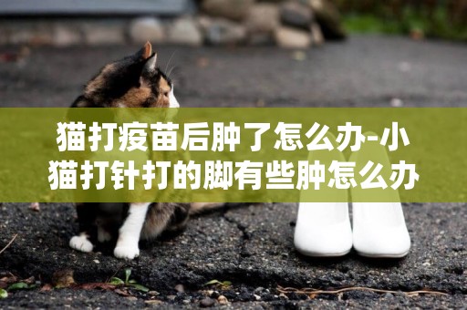 貓打疫苗后腫了怎么辦-小貓打針打的腳有些腫怎么辦