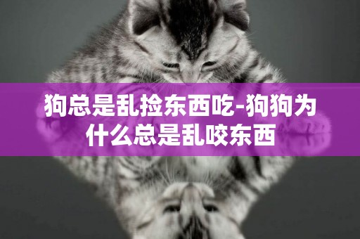 狗總是亂撿東西吃-狗狗為什么總是亂咬東西