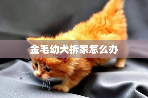 金毛幼犬拆家怎么辦