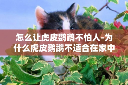 怎么讓虎皮鸚鵡不怕人-為什么虎皮鸚鵡不適合在家中長時間放養呢