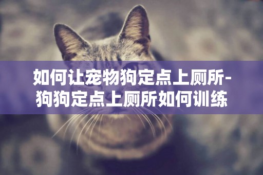 如何讓寵物狗定點上廁所-狗狗定點上廁所如何訓練