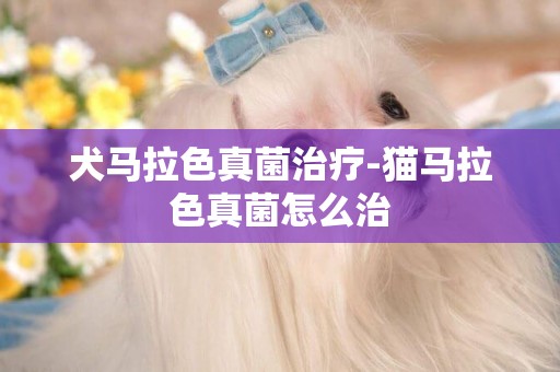 犬馬拉色真菌治療-貓馬拉色真菌怎么治