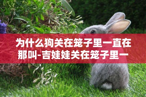 為什么狗關在籠子里一直在那叫-吉娃娃關在籠子里一直叫的原因