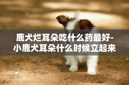 鹿犬爛耳朵吃什么藥最好-小鹿犬耳朵什么時候立起來