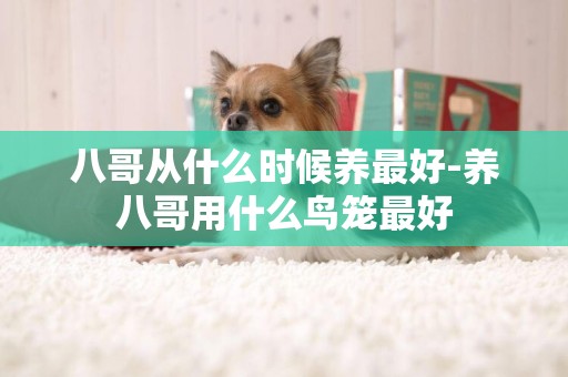 八哥從什么時候養最好-養八哥用什么鳥籠最好