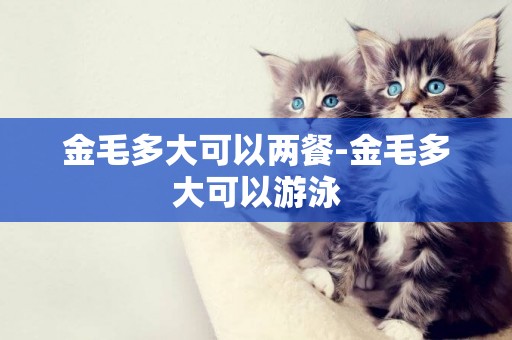 金毛多大可以兩餐-金毛多大可以游泳
