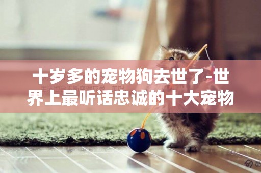 十歲多的寵物狗去世了-世界上最聽話忠誠的十大寵物狗