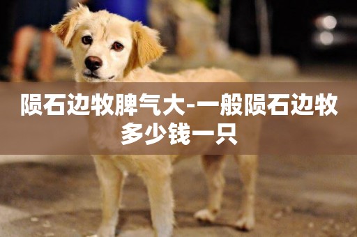 隕石邊牧脾氣大-一般隕石邊牧多少錢一只