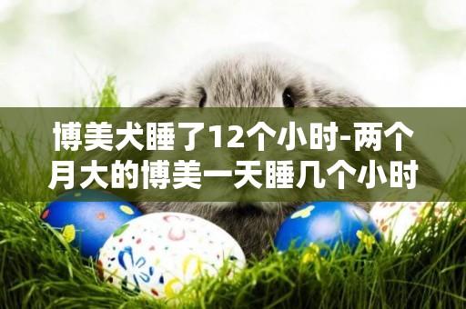 博美犬睡了12個小時-兩個月大的博美一天睡幾個小時