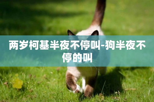 兩歲柯基半夜不停叫-狗半夜不停的叫