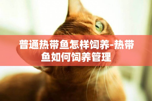 普通熱帶魚怎樣飼養-熱帶魚如何飼養管理
