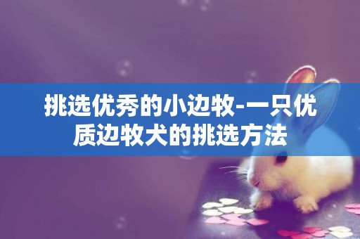 挑選優秀的小邊牧-一只優質邊牧犬的挑選方法