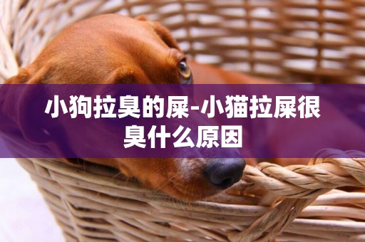 小狗拉臭的屎-小貓拉屎很臭什么原因