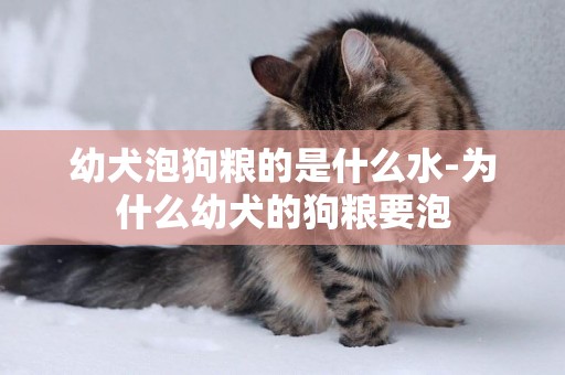 幼犬泡狗糧的是什么水-為什么幼犬的狗糧要泡