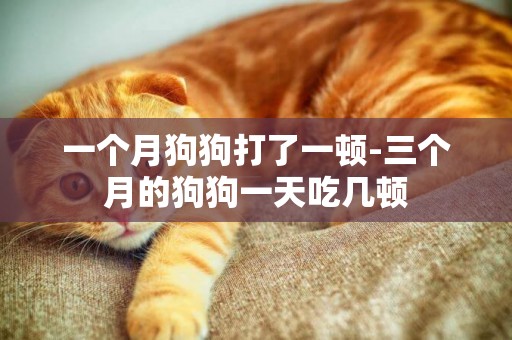 一個月狗狗打了一頓-三個月的狗狗一天吃幾頓