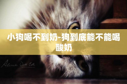 小狗喝不到奶-狗到底能不能喝酸奶
