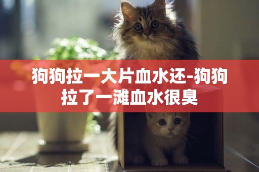 狗狗拉一大片血水還-狗狗拉了一灘血水很臭