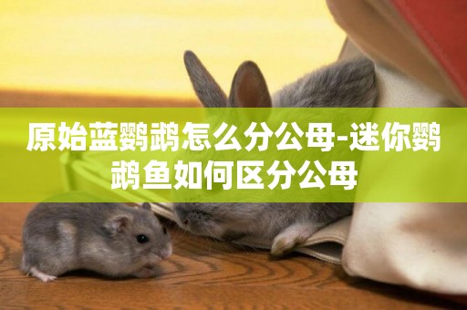 原始藍鸚鵡怎么分公母-迷你鸚鵡魚如何區分公母