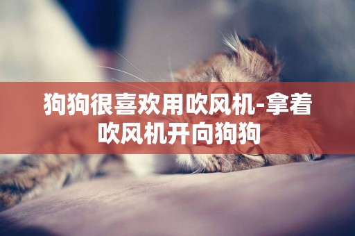 狗狗很喜歡用吹風機-拿著吹風機開向狗狗