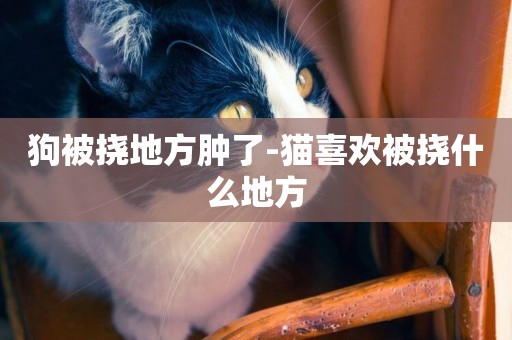 狗被撓地方腫了-貓喜歡被撓什么地方