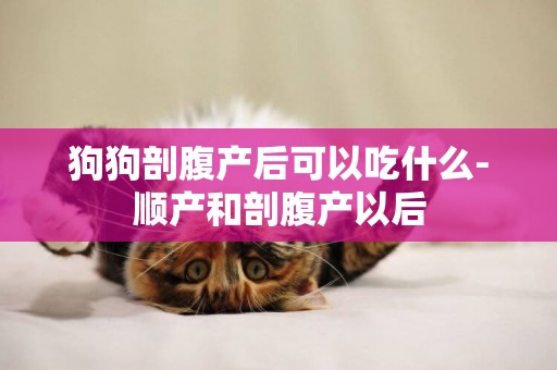 狗狗剖腹產后可以吃什么-順產和剖腹產以后