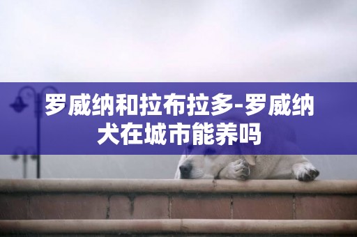 羅威納和拉布拉多-羅威納犬在城市能養嗎