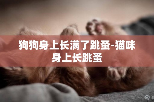 狗狗身上長滿了跳蚤-貓咪身上長跳蚤