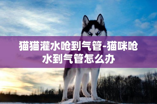 貓貓灌水嗆到氣管-貓咪嗆水到氣管怎么辦
