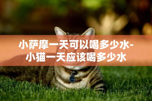 小薩摩一天可以喝多少水-小貓一天應該喝多少水
