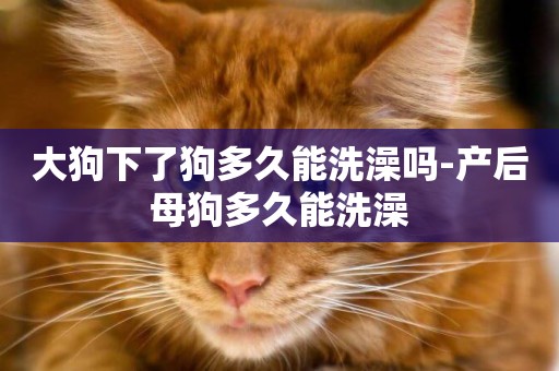大狗下了狗多久能洗澡嗎-產后母狗多久能洗澡