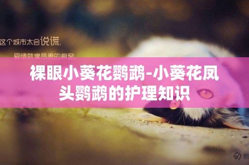 裸眼小葵花鸚鵡-小葵花鳳頭鸚鵡的護理知識