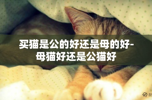 買貓是公的好還是母的好-母貓好還是公貓好
