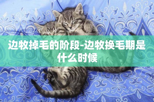 邊牧掉毛的階段-邊牧換毛期是什么時候