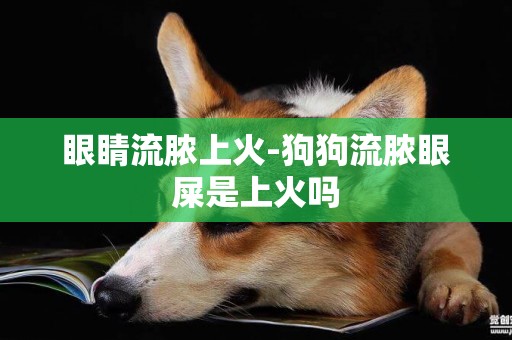 眼睛流膿上火-狗狗流膿眼屎是上火嗎