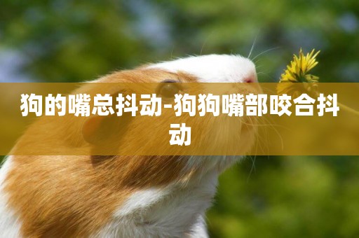 狗的嘴總抖動-狗狗嘴部咬合抖動