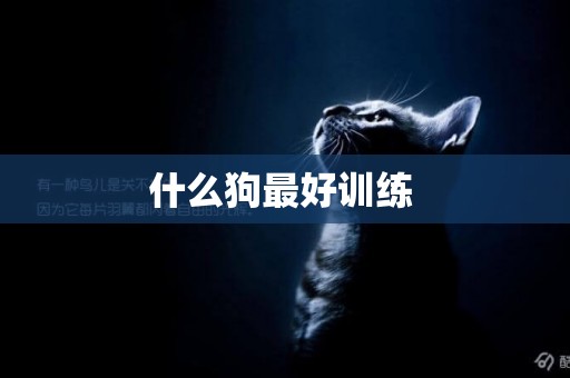 什么狗最好訓練 