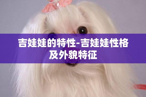 吉娃娃的特性-吉娃娃性格及外貌特征