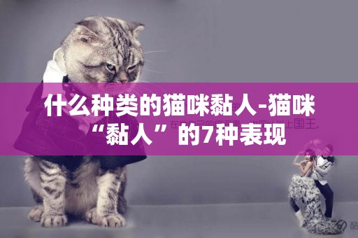 什么種類的貓咪黏人-貓咪“黏人”的7種表現