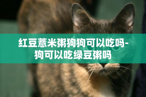 紅豆薏米粥狗狗可以吃嗎-狗可以吃綠豆粥嗎