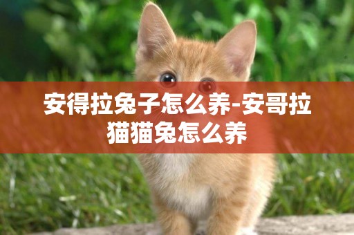 安得拉兔子怎么養-安哥拉貓貓兔怎么養