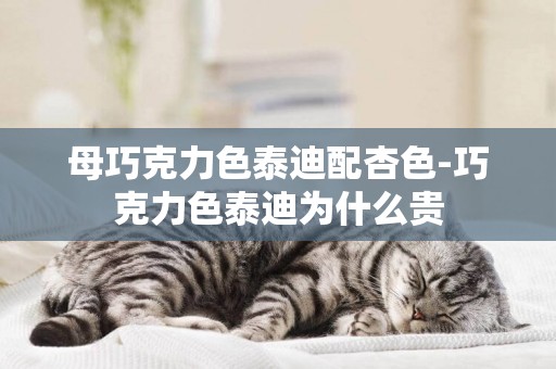 母巧克力色泰迪配杏色-巧克力色泰迪為什么貴