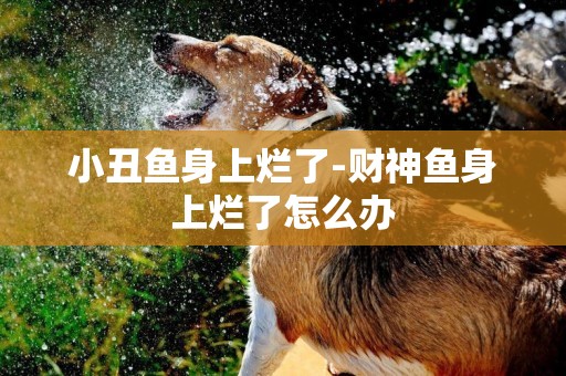 小丑魚身上爛了-財神魚身上爛了怎么辦