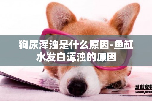 狗尿渾濁是什么原因-魚缸水發白渾濁的原因